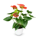 Anthurium